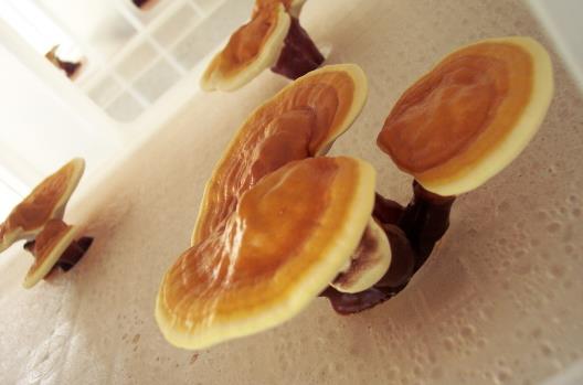 春季養(yǎng)陽(yáng) 多吃靈芝藥膳幫你輕松降壓