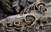 春季養陽 多吃靈芝藥膳幫你輕松降壓