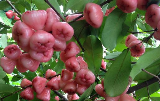 蓮霧熱量低營養豐富且能降血壓