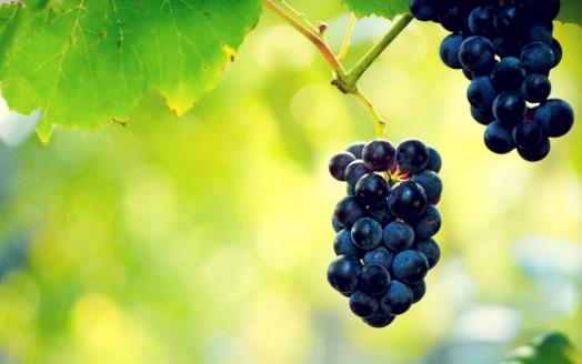 教你認識常見的轉基因食品