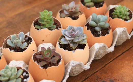 雞蛋殼的10個小妙用 以后可別再傻傻丟掉啦