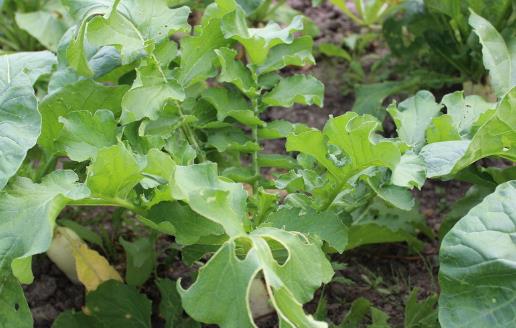 蘿卜皮與蘿卜葉別急著丟 比肉更有營養