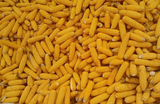 春季眼睛癢應(yīng)該吃這些蔬菜