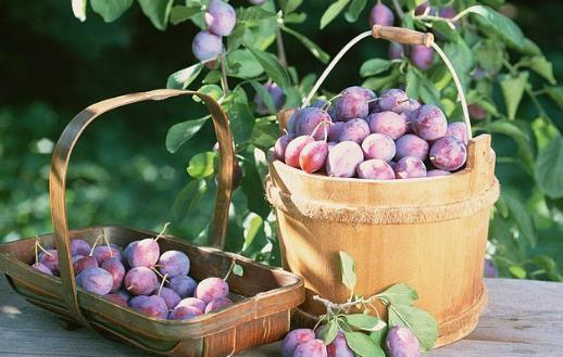 烏梅的功效及小食譜 這樣吃治病功效大