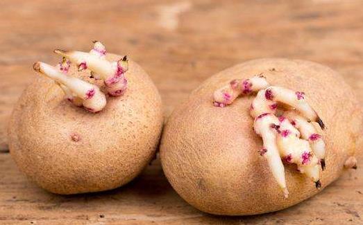 發了芽的土豆不能吃 避免土豆發芽的方法