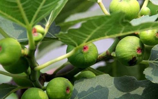 無花果食用價值與功效