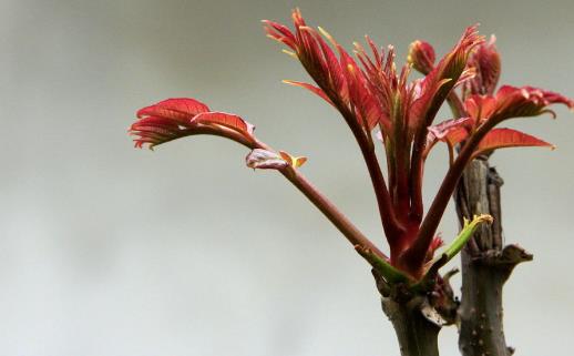 香椿好吃有營養(yǎng) 但應(yīng)注意香椿的同食禁忌
