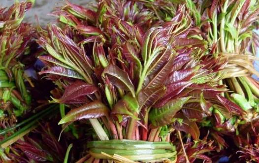 香椿好吃有營養(yǎng) 但應(yīng)注意香椿的同食禁忌