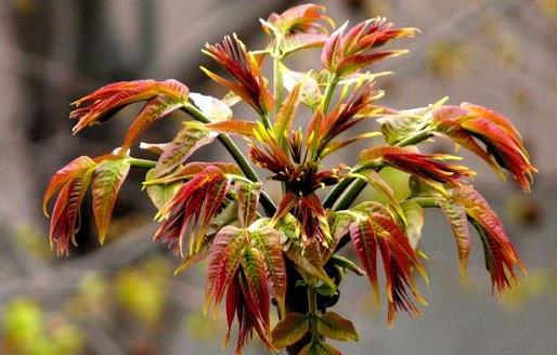 香椿好吃有營養(yǎng) 但應(yīng)注意香椿的同食禁忌