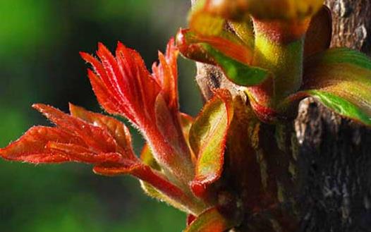 香椿好吃有營養(yǎng) 但應(yīng)注意香椿的同食禁忌