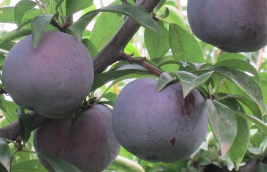 不要誤會(huì)食物上的白霜 不是農(nóng)藥殘留哦