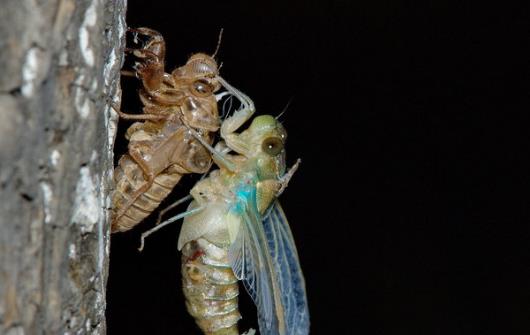 享用美味金蟬的同時 避免破壞生態(tài)環(huán)境的建議