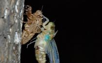 享用美味金蟬的同時 避免破壞生態環境的建議