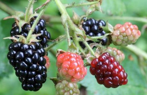 鱷梨和黑莓健康大PK 五大健康益處養生又保健