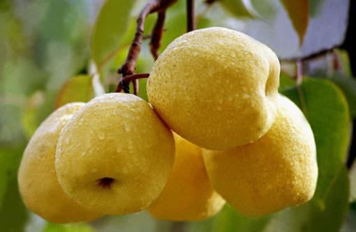 卵巢是女性重要的一個部位,卵巢衰老的話,女人的容顏也