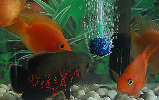 不同的觀賞魚有不同的意義 觀賞魚飼養方法