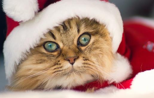 貓咪走丟了 讓貓咪自己回家的技巧與注意事項