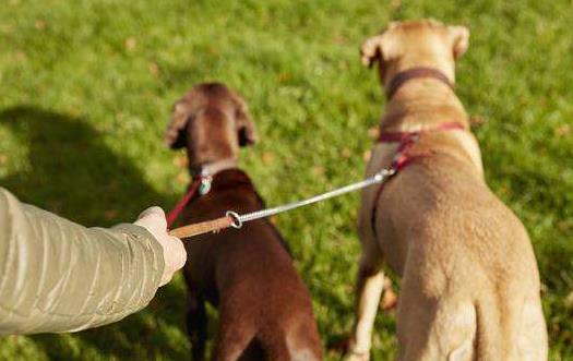 養寵物狗狗 狗狗項圈的使用方法與選購原則