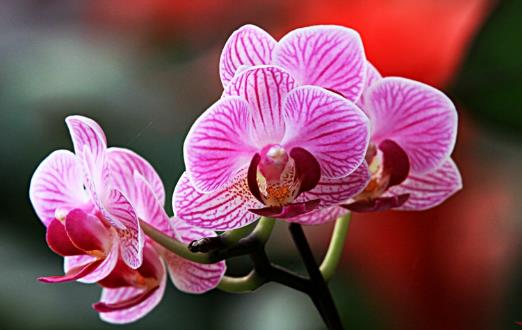 畏寒花卉春季出室的經(jīng)驗 掌握花卉的生長規(guī)律是關(guān)鍵