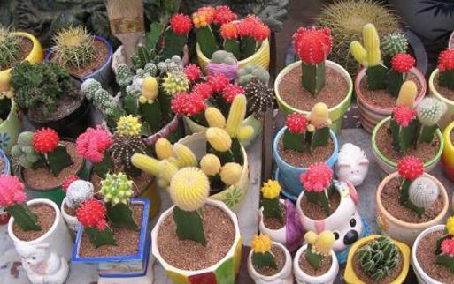 家庭養花施肥不當至花卉死亡 盆花施肥的要求