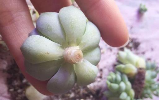 家庭養花：多肉黑腐潛伏期及防治方法