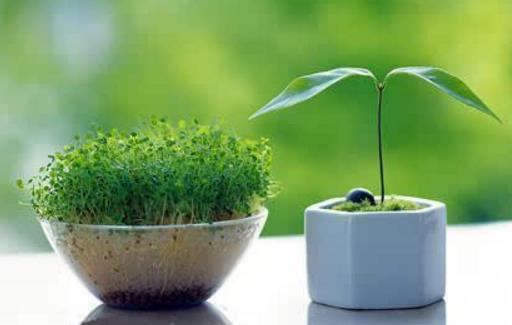 養花小技巧 啤酒擦拭葉片會更加翠綠并富有光澤