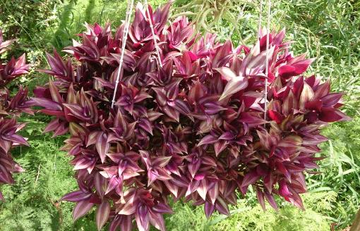 家庭養花：適合家庭養的耐陰植物總有一款適合你