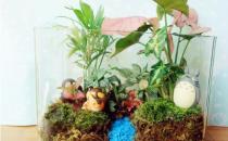 ?自己DIY苔蘚微景觀 苔蘚微景觀養(yǎng)護(hù)技巧