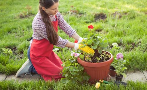 澆水不當是花卉死亡的主要原因 養(yǎng)花要從學(xué)澆水開始