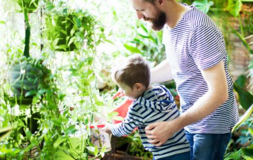 澆水不當是花卉死亡的主要原因 養(yǎng)花要從學(xué)澆水開始
