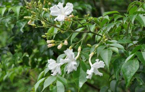 家庭養花:幸福樹的冬季養護