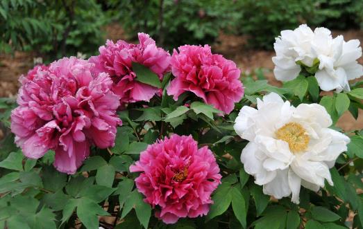 讓盆栽牡丹安全度夏 夏季管理應(yīng)做好三防