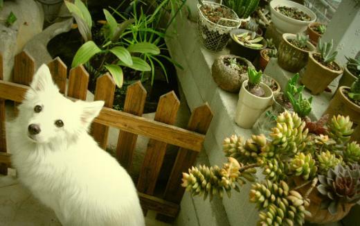 城市家庭陽臺養花 給花提供一個適合生長的環境