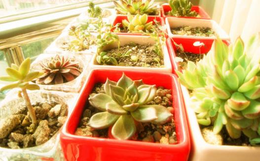 城市家庭陽臺養花 給花提供一個適合生長的環境