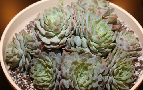 養花的誤區 別再摧殘你家的植物啦