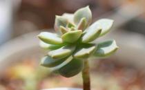 ?養(yǎng)護(hù)嬌憨可愛的肉肉植物們 肉肉護(hù)理方法大全