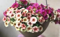 ?城市家庭露臺(tái)陽臺(tái)養(yǎng)花 養(yǎng)護(hù)要點(diǎn)和注意事項(xiàng)