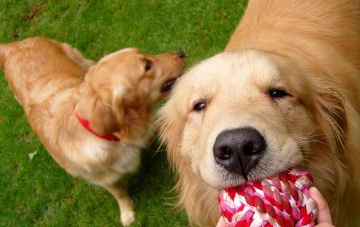 警惕 這幾種疾病狗狗和人類會互相傳染