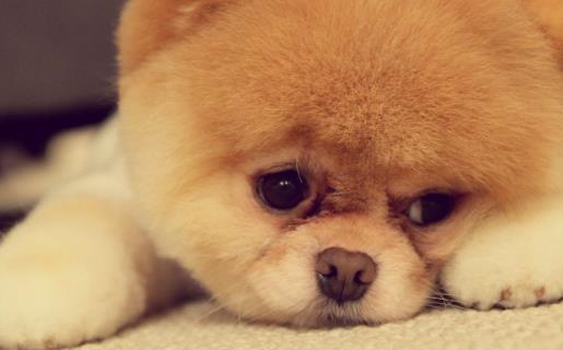 狗發生特殊情況受傷 狗的急救與護理常識 