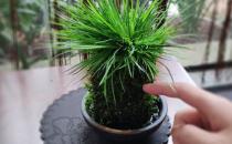 ?植物栽種之前給土壤進(jìn)行消毒 家庭養(yǎng)花土壤消毒的方法