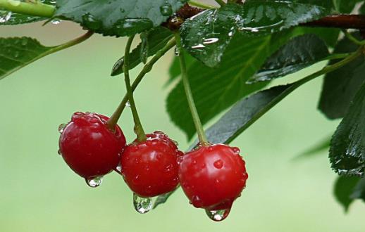 吃水果的錯(cuò)誤做法 飯前吃水果的好處
