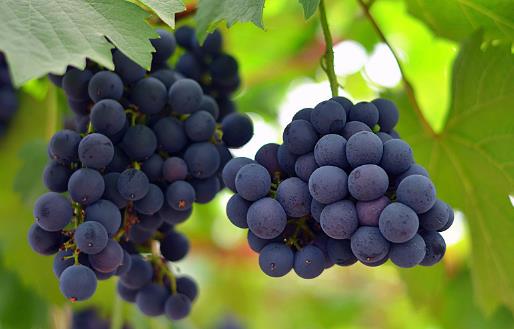 水果中的溶栓之王，顏色越深越好！不知道這三點(diǎn)就白吃了 