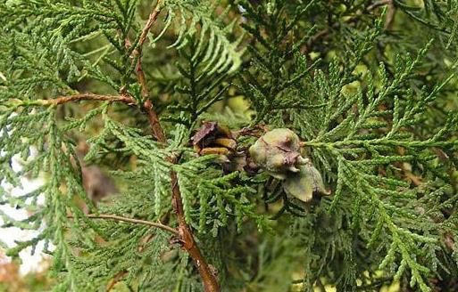 出現陰虛腎虧的表現 滋陰補腎的食物大盤點