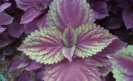 春天養(yǎng)生宜注重升陽(yáng)疏肝和醒脾 香字輩食物來滿足