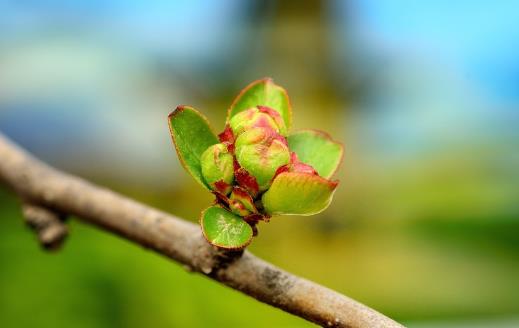 春季養(yǎng)肝護(hù)肝好時機(jī) 三大口訣教你春天養(yǎng)肝