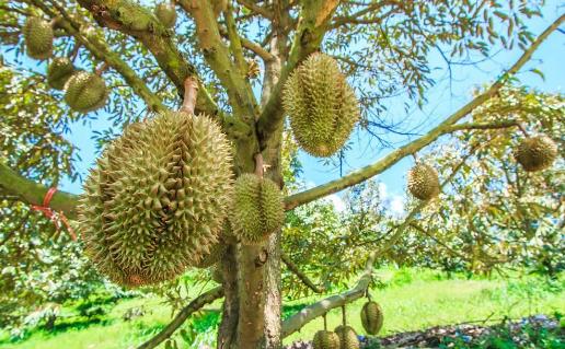 榴蓮的營養(yǎng)價(jià)值 吃榴蓮的禁忌及適用人群