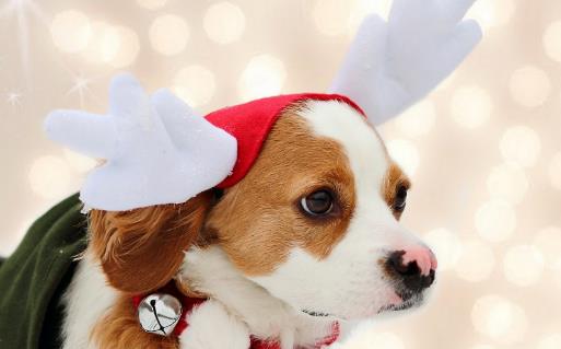 狗的不同姿態所表達的情緒 注意聽懂狗的 “語言”