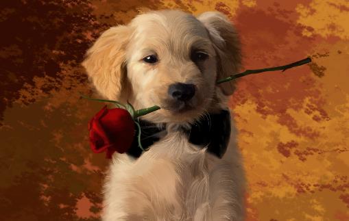 狗的不同姿態所表達的情緒 注意聽懂狗的 “語言”