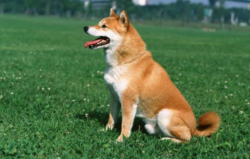 狗的不同姿態所表達的情緒 注意聽懂狗的 “語言”