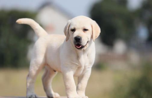 不要有這4個(gè)習(xí)慣，傷害狗狗身體的同時(shí)，還可能縮短它們生